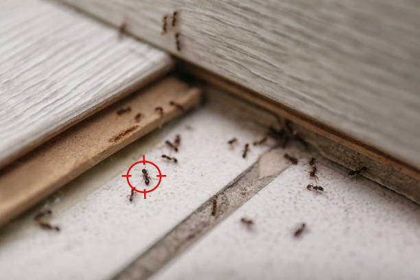 Best Affordable Pest Control Services  in Drexel, OH